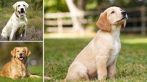 Gucci, Female Retriever, Labrador,Mix 